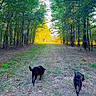 Koda is registered to the contest to win money with this photo: dogs, black_dogs, two_dogs, woodland, forest, trail, outdoors, nature, trees, greenery, autumn, golden_light, sunlight, grass, fallen_leaves, walking, running, pets, animal_photography, landscape