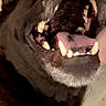 Koda joined the competition — help win amazing prizes! dog, black_dog, close_up, open_mouth, teeth, fangs, tongue, animal, pet, canine, dark_fur, snout, muzzle, smiling, funny, portrait, indoor, vertical_photo, closeup_animal, toothy_grin