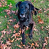 dog, black_dog, pet, animal, outdoor, grass, leaves, autumn, yard, garden, lying_down, portrait, looking_at_camera, floppy_ears, paws, fur, nature, ground, photography, daylight