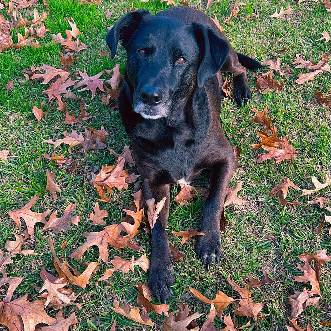 Koda