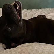 Koda joined the competition — help win amazing prizes! dog, black_dog, pet, animal, lying_down, upside_down, open_mouth, teeth, tongue, wide_eye, funny, goofy, playful, bed, bedding, bedroom, indoors, portrait, dark_fur, relaxed