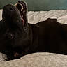 dog, black_dog, pet, animal, lying_down, upside_down, open_mouth, teeth, tongue, wide_eye, funny, goofy, playful, bed, bedding, bedroom, indoors, portrait, dark_fur, relaxed