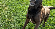 Koda is registered to the contest to win money with this photo: dog, canine, black_and_tan, standing, jumping, happy, smiling, open_mouth, pointed_ears, tail, outdoor, backyard, grass, lawn, fence, sunlight, shadow, pet, playful, portrait