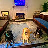 dogs, three_dogs, golden_retriever, black_dog, pets, sitting, indoors, living_room, fireplace, couch, television, rug, blanket, home_decor, plant, portrait, pet_portrait, happy_dog, animal_companions, cozy_room