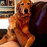 Cruz is registered to the contest to win money with this photo: dog, golden_retriever, pet, animal, fur, golden_fur, sitting, lounging, raised_paw, open_mouth, happy, portrait, indoor, living_room, leather_chair, bookshelf, window, shutters, cushion, home_decor