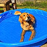 dog, golden_retriever, pet, swimming, pool, water, wet_fur, outdoor, backyard, wooden_deck, fence, sunlight, summer, portrait, animal, floppy_ears, golden_fur, relaxed, playful, poolside