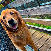 Cruz joined the competition — help win amazing prizes! golden_retriever, dog, pet,  canine, smiling, happy, outdoor, deck, wooden_fence, chair, woven_furniture, portrait, close_up, floppy_ears, golden_fur, open_mouth, tongue, sitting, nature, backyard