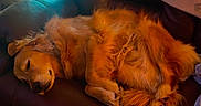 Cruz joined the competition — help win amazing prizes! dog, golden_retriever, canine, two_dogs, sleeping, lying_down, belly_up, relaxed, fluffy, long_hair, brown_fur, golden_fur, pet, indoor, living_room, recliner, leather_chair, window, blanket, cozy
