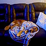 Cruz joined the competition — help win amazing prizes! dog, golden_retriever, sleeping, blanket, couch, leather, indoors, pet, cozy, relaxed, resting, animal, canine, brown_fur, golden_fur, pillow, living_room, home, portrait, cute