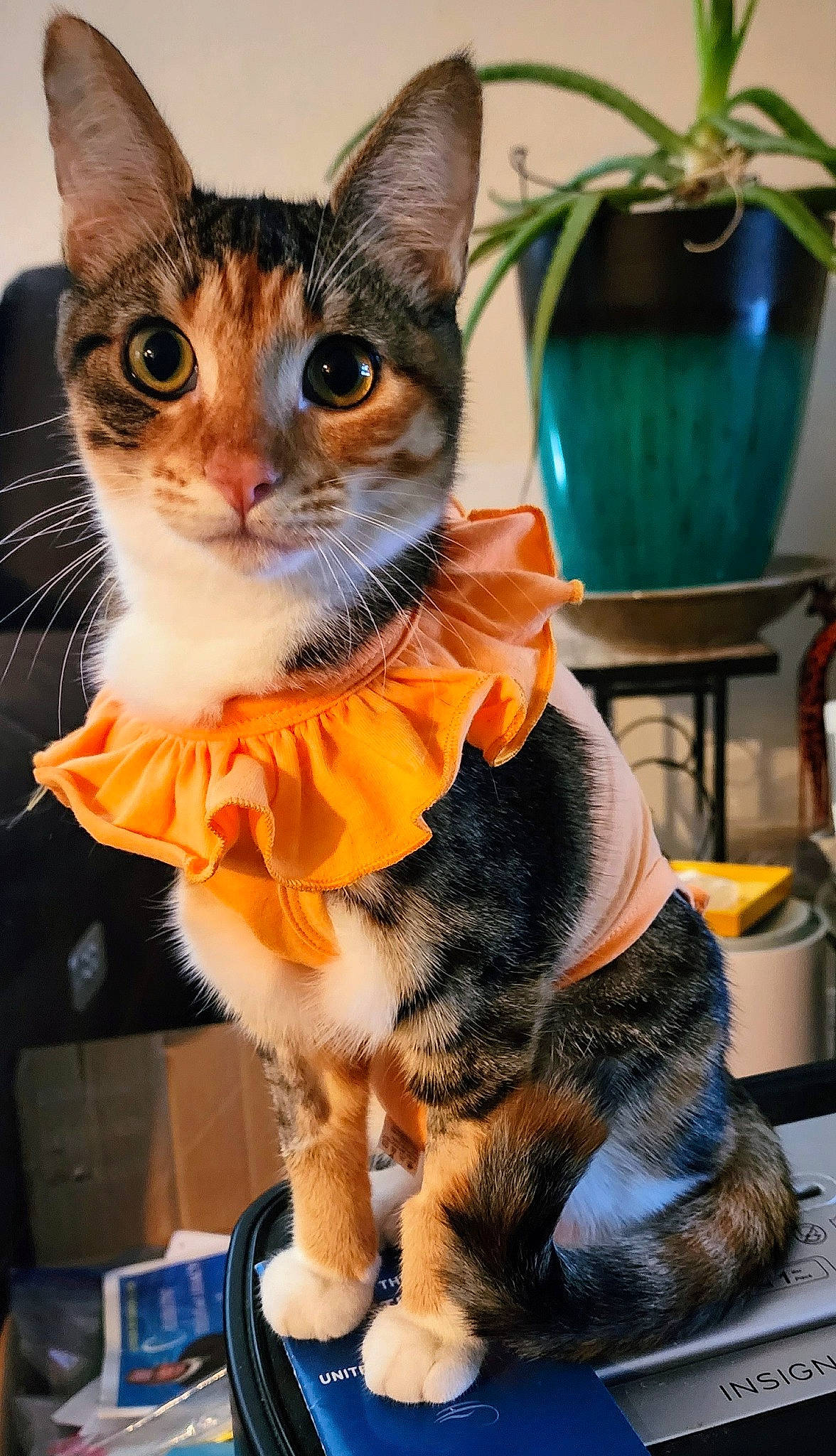 Butterbean joined the competition — help win amazing prizes! blue, carnivore, cat, chair, claw, collar, domestic_short_haired_cat, fawn, felidae, flowerpot, fur, houseplant, paw, plant, sitting, small_to_medium_sized_cats, snout, tail, whiskers