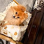 dog, pomeranian, pet_bed, cushion, bear_pattern, wooden_floor, furniture, indoor, cute, fluffy, small_dog, cozy, animal, companion, looking_up, brown, white, soft_texture, domestic, portrait