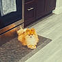 dog, pomeranian, pet, indoor, kitchen, floor, mat, wooden_cabinet, stainless_steel_oven, curious, fluffy, orange, small_dog, domestic, animal, companion, cute, lying_down, home, flooring