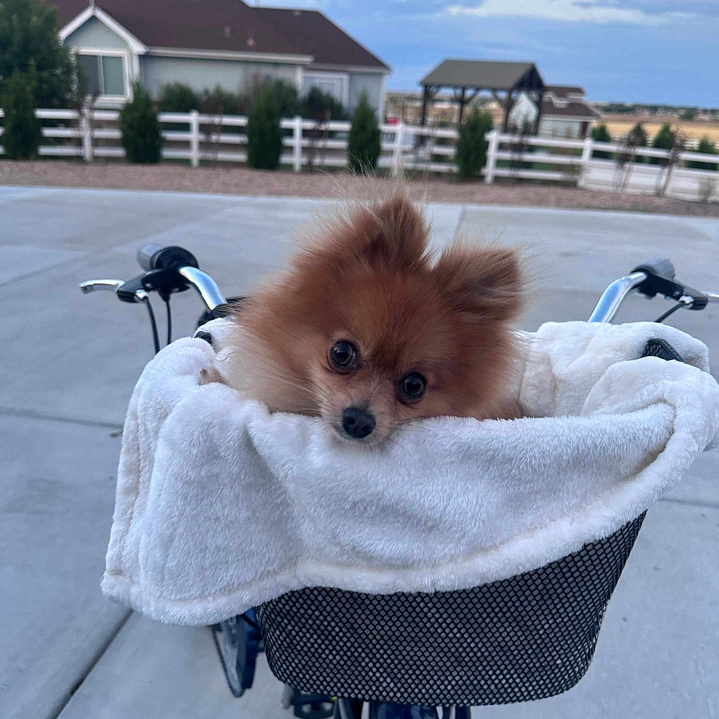 Osito joined the competition — help win amazing prizes! animal, basket, bicycle, blanket, cloudy, curious, cute, dog, fence, fur, handlebars, house, outdoor, pet, pomeranian, puppy, sky, small_dog, suburban, transport