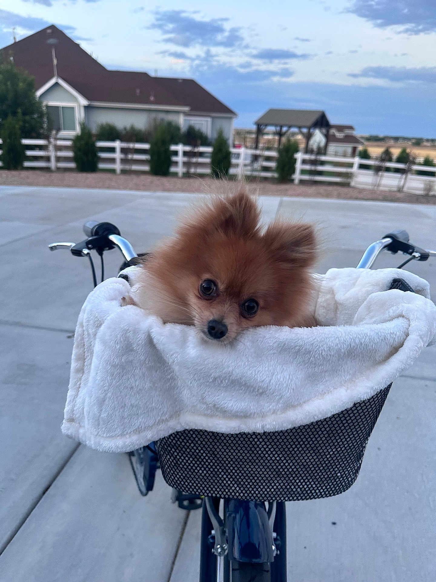 Osito joined the competition — help win amazing prizes! dog, pomeranian, puppy, bicycle, basket, blanket, outdoor, pet, cute, fur, animal, suburban, house, fence, sky, cloudy, handlebars, curious, small_dog, transport