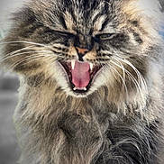 Hibou participe au concours pour gagner de l'argent avec cette photo : cat, long_hair, fluffy, animal, pet, whiskers, mouth_open, teeth, tongue, close_up, feline, fur, cute, expression, portrait, wild, face, eyes, outdoor, nature