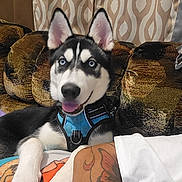 Rocky is registered to the contest to win money with this photo: animal, arm, blue_eyes, couch, curtain, dog, ears, fur, furniture, happy, harness, house, husky, indoor, nose, pet, puppy, resting, smiling, tattoo
