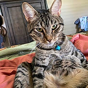 Trouble is registered to the contest to win money with this photo: cat, tabby_cat, pet, domestic_animal, feline, collar, bed, blanket, indoor, furniture, clock, relaxed, cute, animal_face, whiskers, ears, fur, green_eyes, resting, looking_at_camera