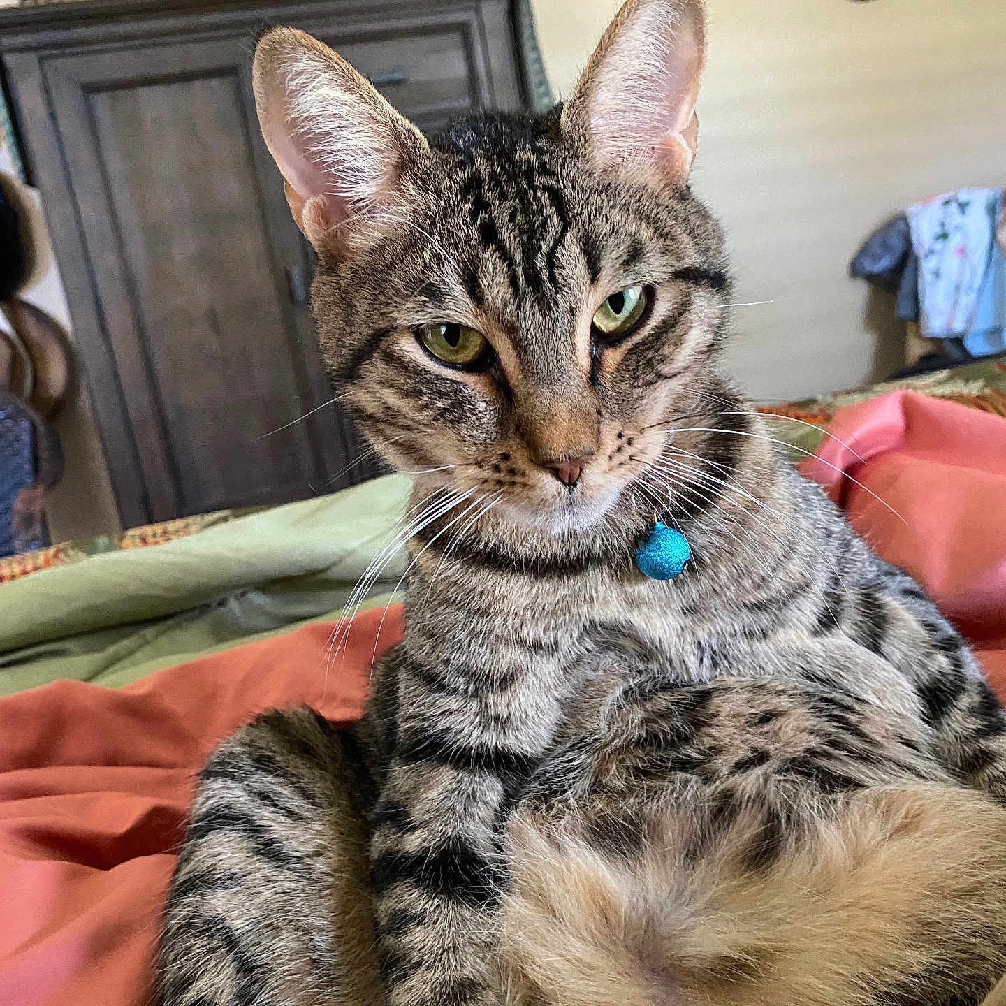 Trouble is registered to the contest to win money with this photo: cat, tabby_cat, pet, domestic_animal, feline, collar, bed, blanket, indoor, furniture, clock, relaxed, cute, animal_face, whiskers, ears, fur, green_eyes, resting, looking_at_camera