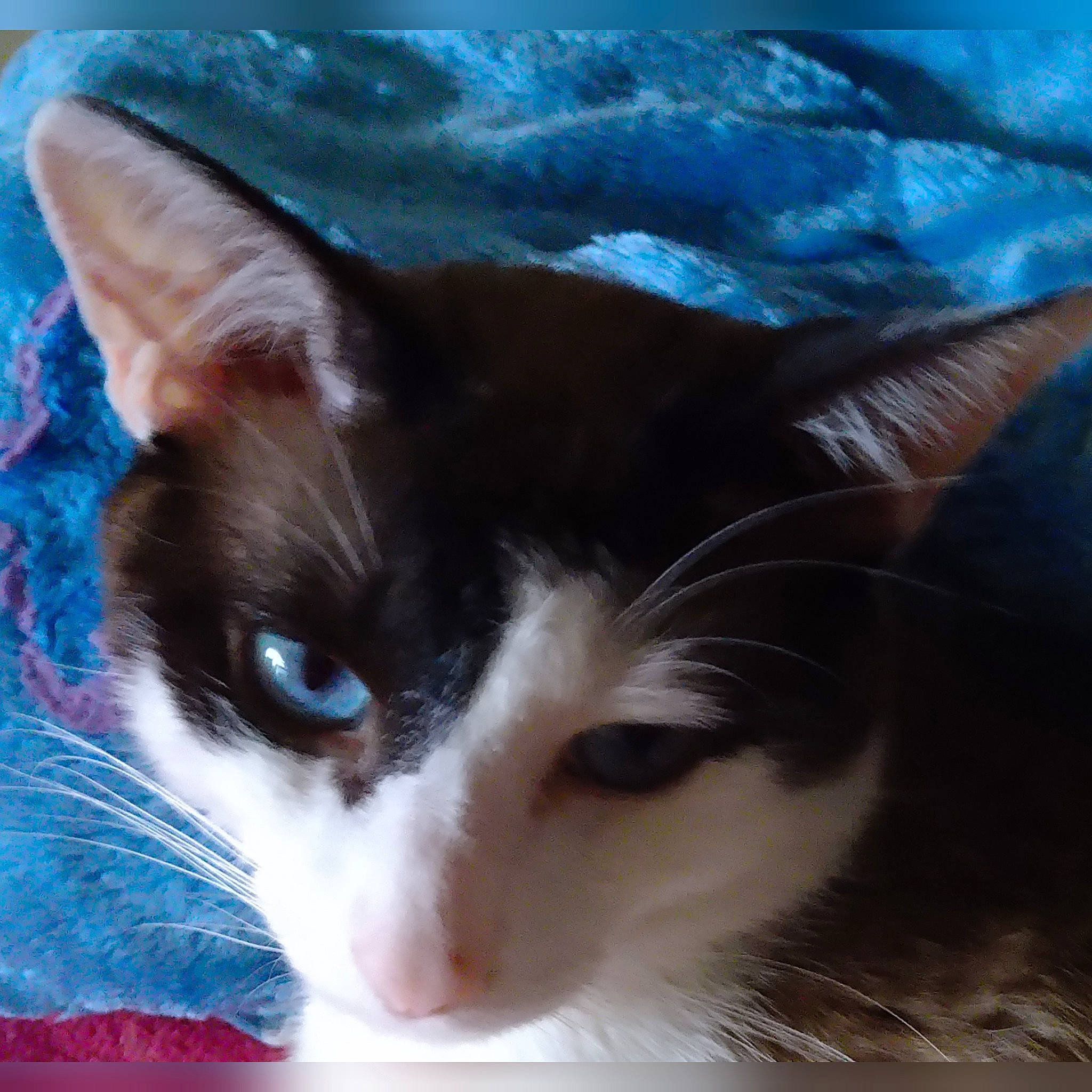 Mirtille Mirou participe au concours pour gagner de l'argent avec cette photo : carnivore, cat, domestic_short_haired_cat, electric_blue, felidae, fur, iris, nose, sky, small_to_medium_sized_cats, snout, tail, whiskers