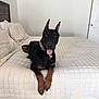 Blaze is registered to the contest to win money with this photo: alert, animal, bed, bedroom, canine, collar, companion, cute, doberman, dog, domestic, ears, furniture, indoor, lying_down, pet, quilt, resting, tongue, white