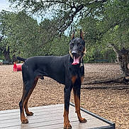 Blaze is registered to the contest to win money with this photo: alert, animal, bench, canine, collar, daytime, doberman, dog, fence, leash, nature, outdoor, park, pet, platform, playground, standing, tongue_out, tree, woodchips