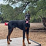 alert, animal, bench, canine, collar, daytime, doberman, dog, fence, leash, nature, outdoor, park, pet, platform, playground, standing, tongue_out, tree, woodchips