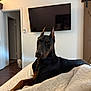 animal, bed, blanket, cat, curious, doberman, dog, doorway, furniture, home, indoor, living_room, pet, quilt, resting, television, wall, white_cat, window, wooden_floor