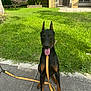 Blaze is registered to the contest to win money with this photo: animal, black_and_tan, canine, daytime, doberman, dog, domestic_animal, ears_up, gate, grass, happy, leash, nature, outdoor, pet, residential_building, sidewalk, sitting, sunlight, tongue_out