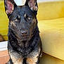 Viper participe au concours pour gagner de l'argent avec cette photo : alert, animal, canine, close_up, companion, couch, dog, domestic, ears, eyes, fur, furniture, german_shepherd, house, indoor, mammal, pet, portrait, sitting, yellow_couch