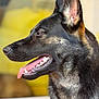Viper participe au concours pour gagner de l'argent avec cette photo : alert, animal, blurry_background, canine, close_up, dog, domestic_animal, ears, friendly, fur, german_shepherd, happy, indoor, muzzle, pet, portrait, side_profile, teeth, tongue, tongue_out