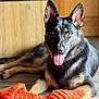 alert, animal, black_and_tan, canine, close_up, cute, dog, ears_up, floor, fur, german_shepherd, indoor, laying_down, orange, pet, playful, portrait, tongue_out, toy, wooden_floor