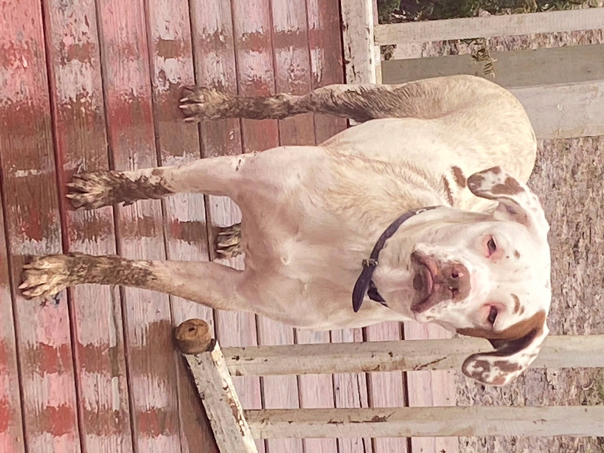 Doll Baby joined the competition — help win amazing prizes! art, carnivore, dog, dog_breed, fawn, hardwood, jaw, metal, monochrome, monochrome_photography, plank, sculpture, snout, statue, terrestrial_animal, visual_arts, window, wood, working_animal, wrinkle