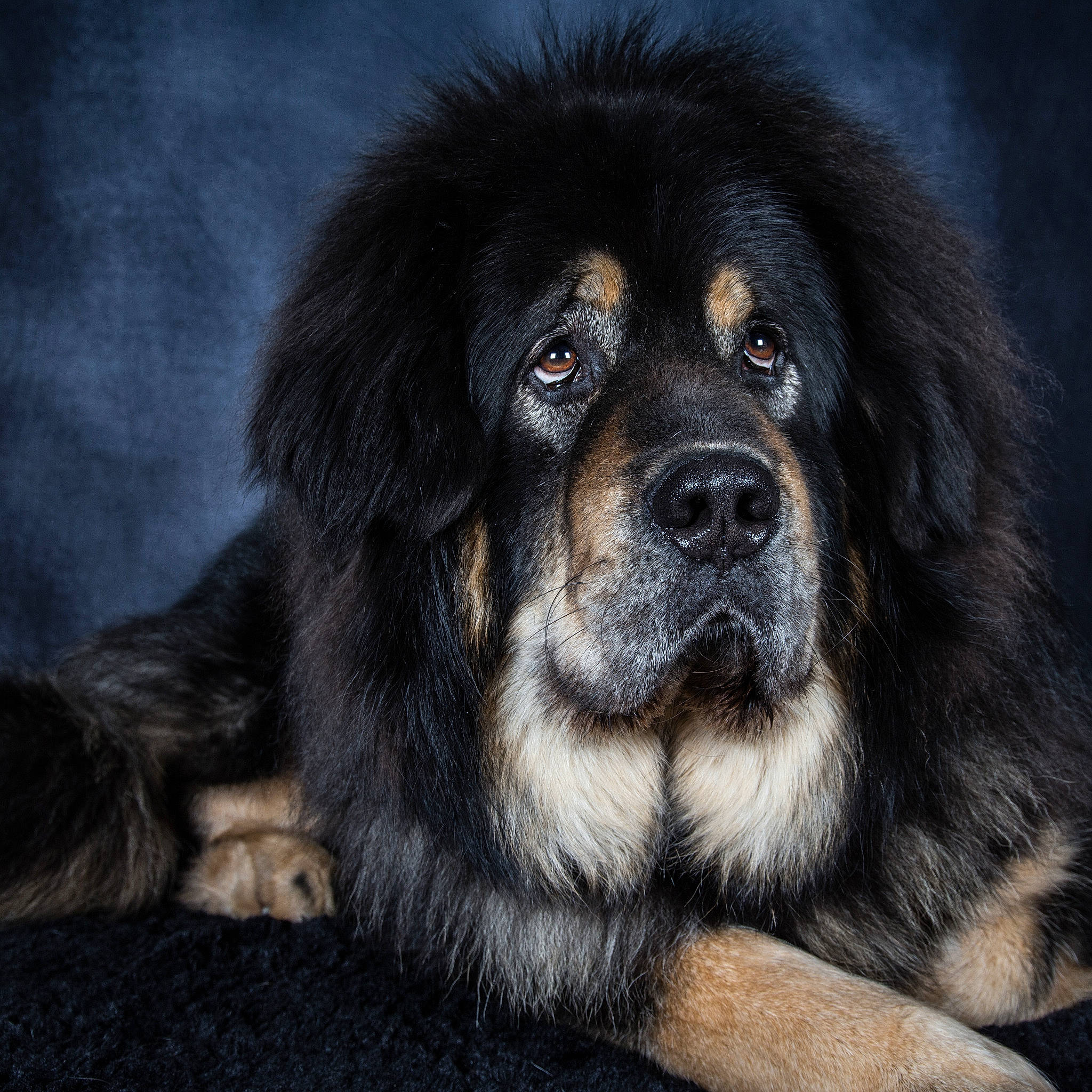 Helios a rejoint le concours — aidez-le/la à gagner de superbes lots ! ball, bored, canidae, carnivore, companion_dog, dog, dog_breed, fur, rolling, snout, sporting_group, terrestrial_animal, whiskers, working_dog