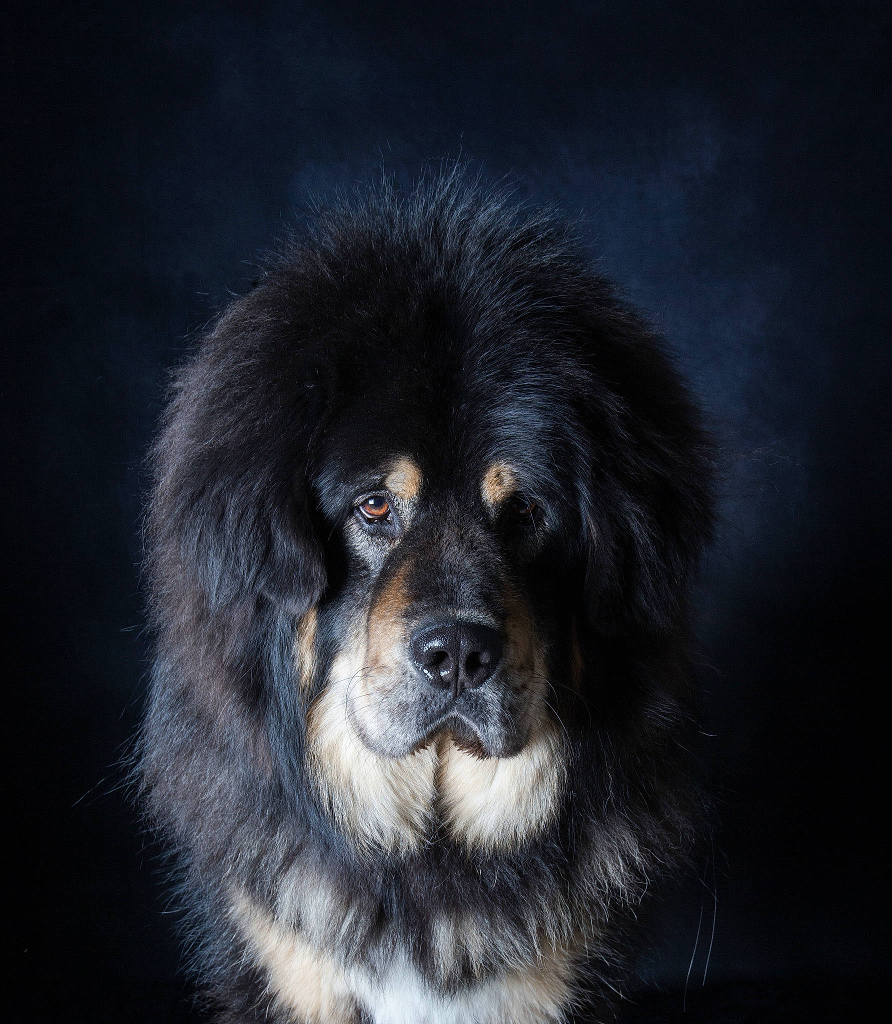 Helios a rejoint le concours — aidez-le/la à gagner de superbes lots ! ancient_dog_breeds, ball, canidae, carnivore, companion_dog, darkness, dog, dog_breed, flash_photography, fur, snout, sporting_group, terrestrial_animal, whiskers, working_dog