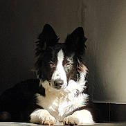 Bouillette a rejoint le concours — aidez-le/la à gagner de superbes lots ! dog, border_collie, black_and_white, lying_down, indoor, sunlight, shadow, paw, fur, pet, animal, calm, relaxed, portrait, floor, wall, closeup, quiet, domestic, companion