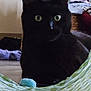 Junior joined the competition — help win amazing prizes! black_cat, cat, pet, animal, indoor, green_tunnel, toy, floor, eyes, fur, curious, cute, kitten, playful, domestic, closeup, feline, whiskers, household, resting