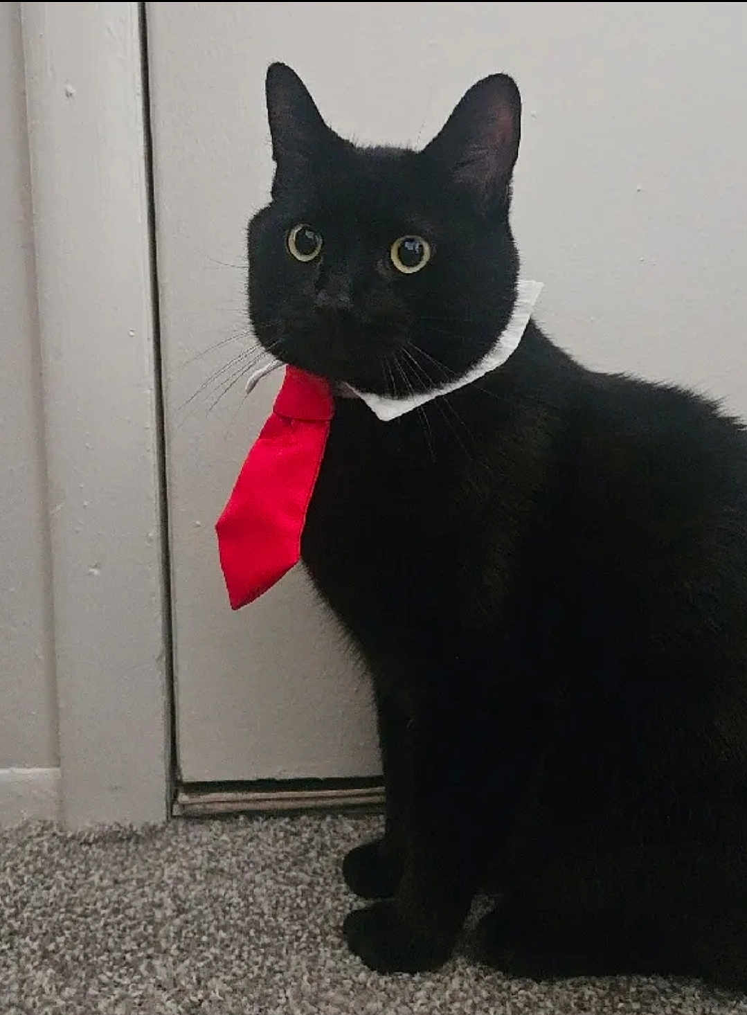 Junior