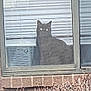 Junior is registered to the contest to win money with this photo: cat, window, blinds, black_cat, indoor, pet, animal, glass, frame, brick_wall, bushes, daylight, looking, sitting, feline, domestic_animal, curiosity, quiet, home, nature