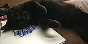 Junior is registered to the contest to win money with this photo: black_cat, cat, sleeping, pet, hand, laptop, sticker, indoor, feline, closeup, relaxing, animal, paw, fur, whiskers, domestic_cat, technology, resting, household, cute