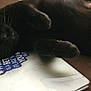 black_cat, cat, sleeping, pet, hand, laptop, sticker, indoor, feline, closeup, relaxing, animal, paw, fur, whiskers, domestic_cat, technology, resting, household, cute