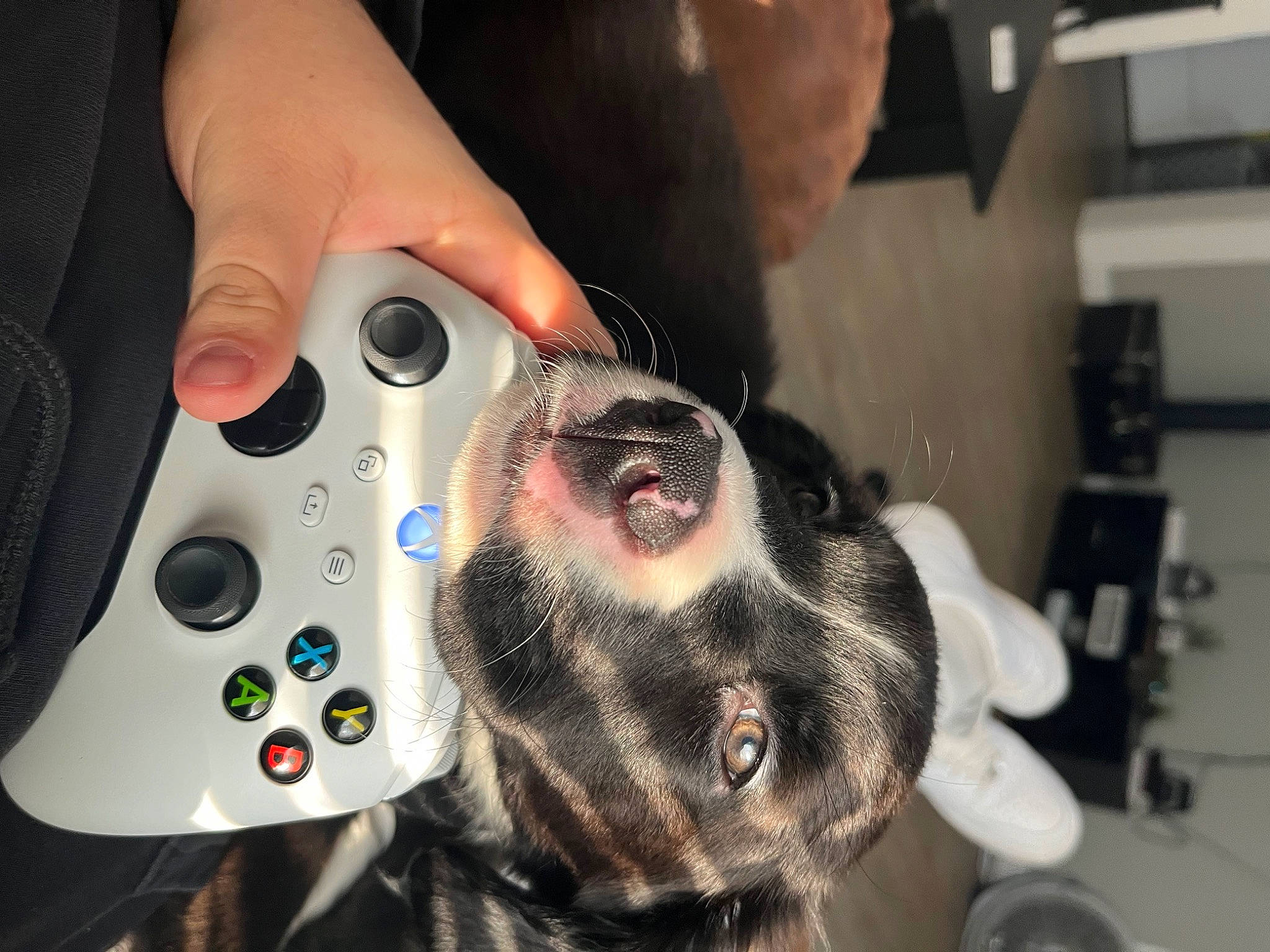 Skye is registered to the contest to win money with this photo: audio_equipment, auto_part, beard, circle, collar, electronic_instrument, eyewear, fun, fur, gadget, game_controller, input_device, joystick, machine, nail, peripheral, personal_protective_equipment, selfie, video_game_accessory, whiskers