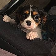 Milo joined the competition — help win amazing prizes! puppy, dog, pet, cute, animal, bag, black, white, brown, fur, paw, eyes, nose, indoor, closeup, curious, small, face, canine, adorable