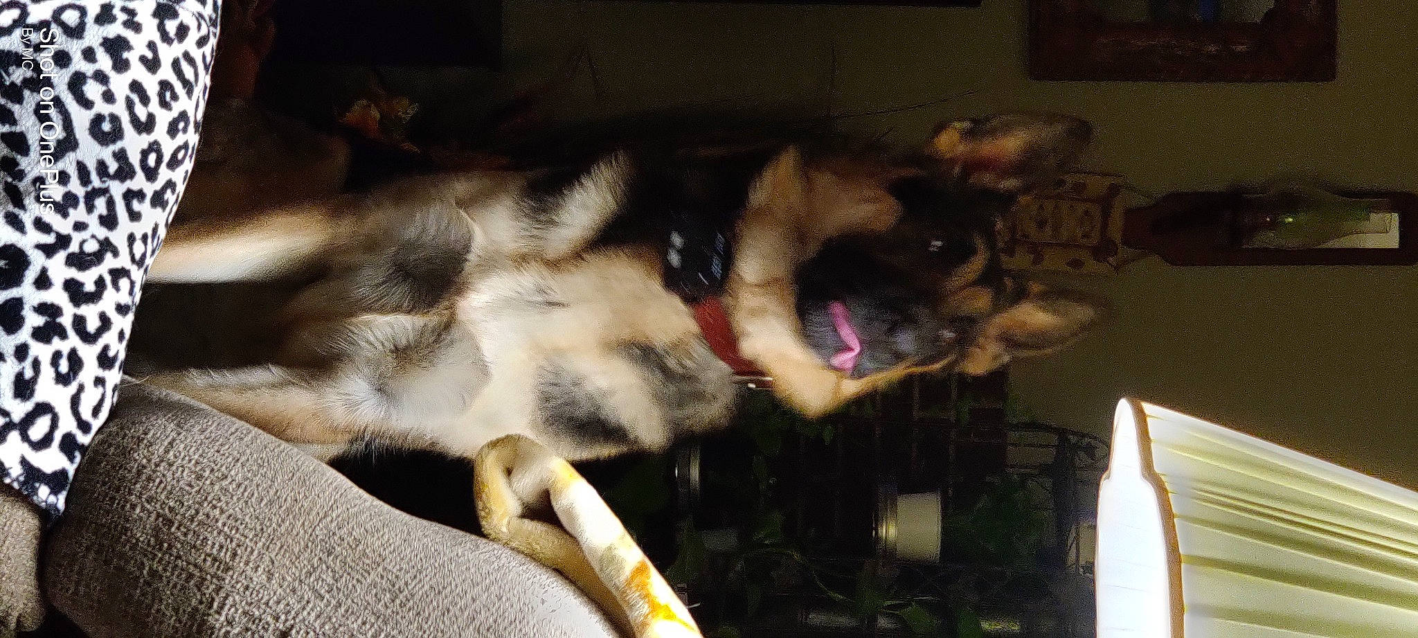 Luna joined the competition — help win amazing prizes! canidae, carnivore, companion_dog, dog, dog_breed, east_european_shepherd, fawn, felidae, fur, german_shepherd_dog, nap, old_german_shepherd_dog, paw, siberian_husky, small_to_medium_sized_cats, snout, sporting_group, tail, working_animal, working_dog