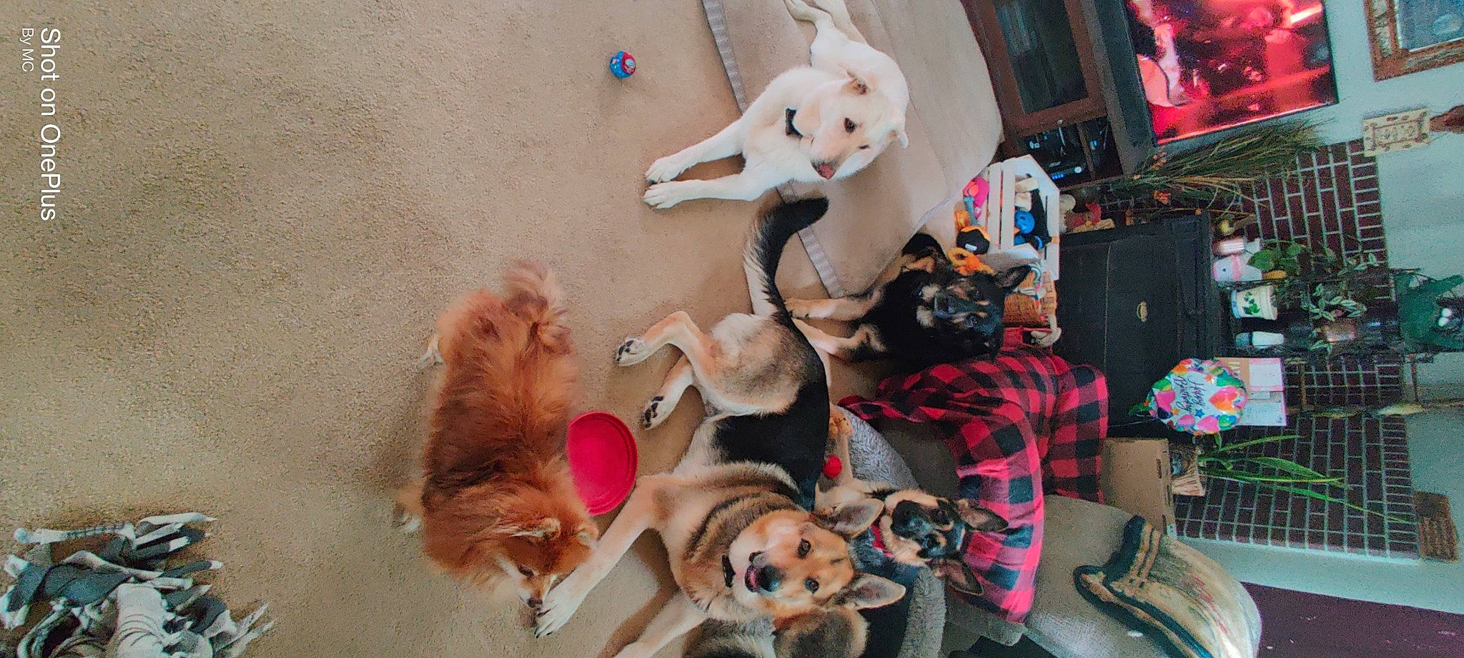 Rory joined the competition — help win amazing prizes! canidae, carnivore, companion_dog, dog, dog_breed, dog_supply, event, fawn, fun, fur, mammal, pink, plush, room, snapshot, stuffed_toy, tartan, toy, vertebrate, working_animal