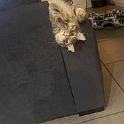 Silver participe au concours pour gagner de l'argent avec cette photo : cat, sofa, living_room, lamp, curtain, tile_floor, furniture, upside_down, fluffy, pet, domestic_animal, indoor, cozy, relaxed, gray, cute, whiskers, ears, eyes, home