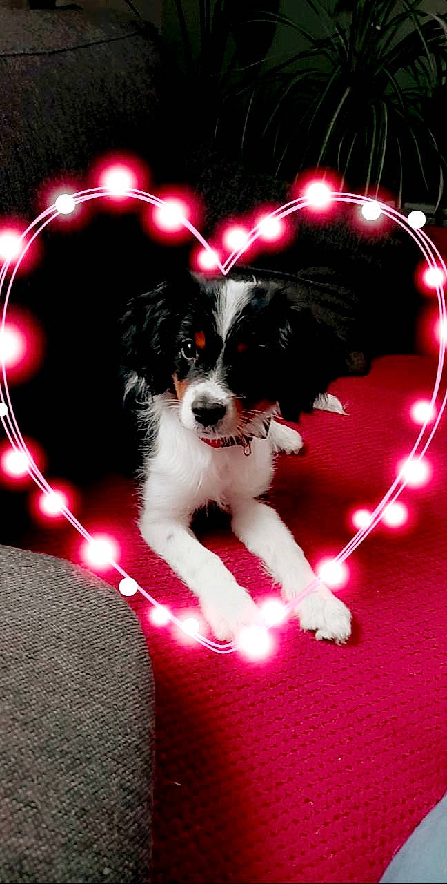 Siska participe au concours pour gagner de l'argent avec cette photo : art, canidae, carnivore, companion_dog, darkness, dog, dog_breed, event, font, fur, graphics, light, lighting, magenta, red, snout, sporting_group, tail, toy_dog, whiskers