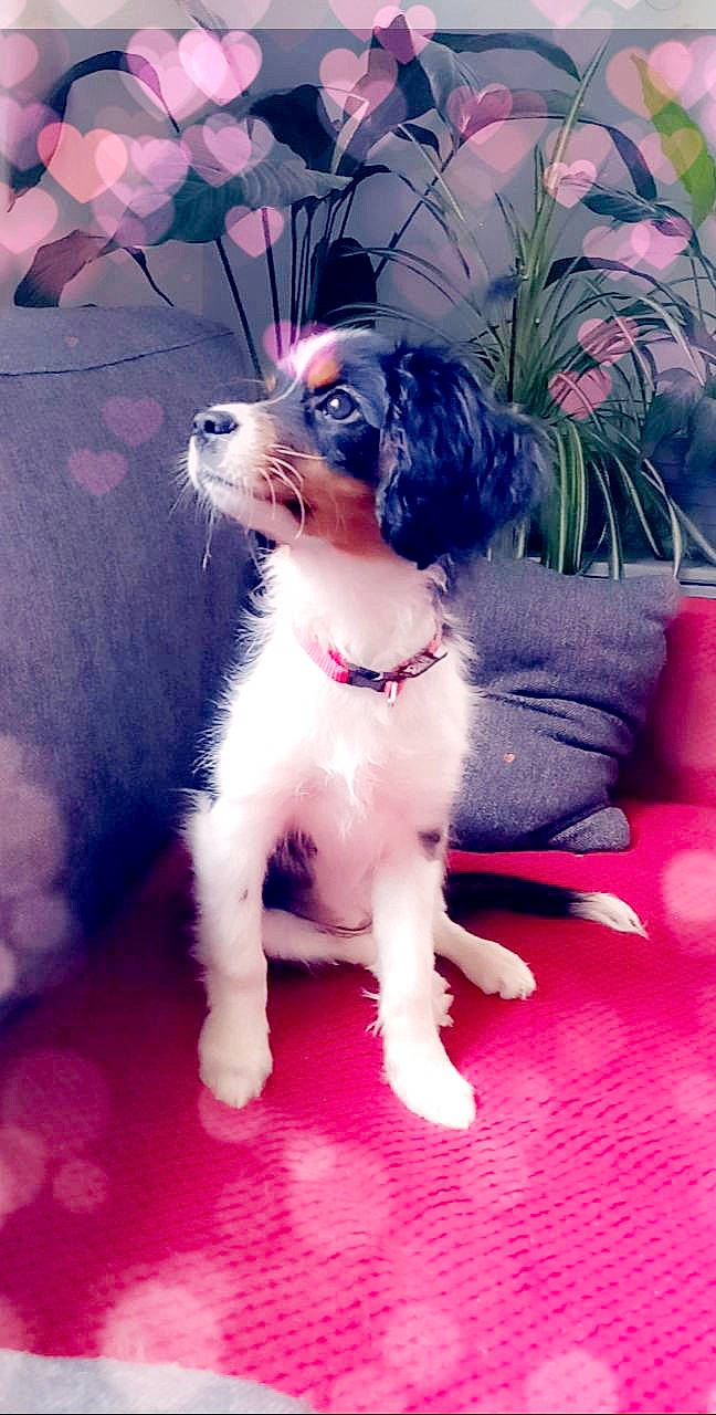 Siska a rejoint le concours — aidez-le/la à gagner de superbes lots ! canidae, carnivore, companion_dog, dog, dog_breed, dog_supply, electric_blue, fawn, flooring, fur, houseplant, magenta, paw, pink, plant, puppy, purple, spaniel, sporting_group, toy_dog