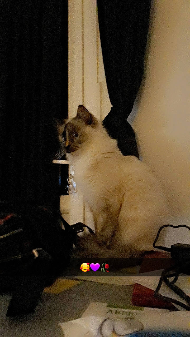 Pimsky participe au concours pour gagner de l'argent avec cette photo : balinese, box, carnivore, cat, curtain, domestic_short_haired_cat, fawn, felidae, fur, office_supplies, paw, siamese, sitting, small_to_medium_sized_cats, tail, thai, tonkinese, whiskers