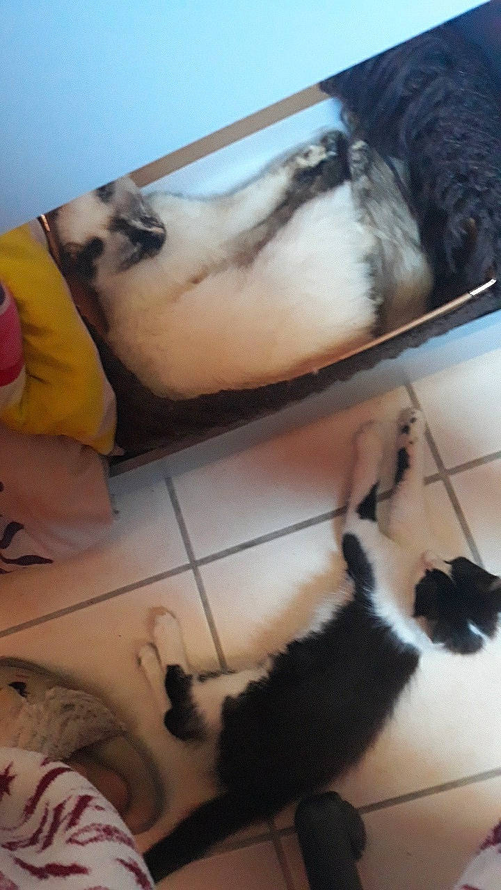 Pimsky participe au concours pour gagner de l'argent avec cette photo : canidae, carnivore, claw, comfort, companion_dog, dog, dog_breed, fawn, felidae, flooring, fur, linens, mammal, paw, pet_supply, small_to_medium_sized_cats, snout, sporting_group, tail, whiskers