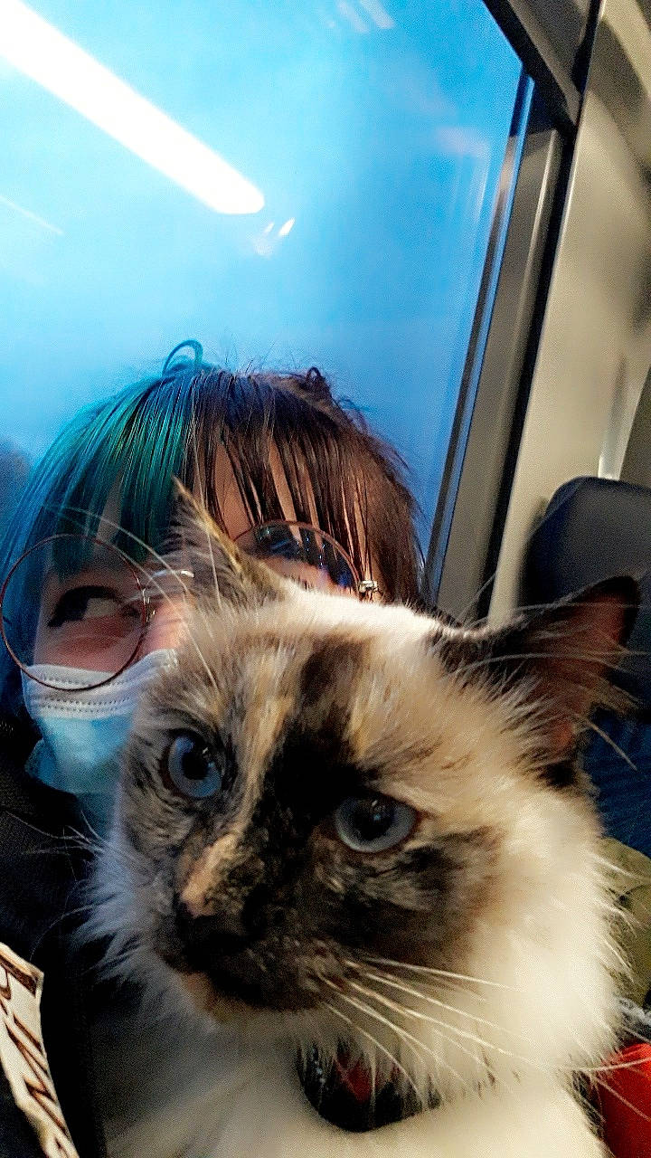 Pimsky participe au concours pour gagner de l'argent avec cette photo : birman, carnivore, cat, close_up, domestic_short_haired_cat, eyebrow, eyewear, fawn, felidae, fur, glass, head, small_to_medium_sized_cats, snout, sunglasses, thai, whiskers, window